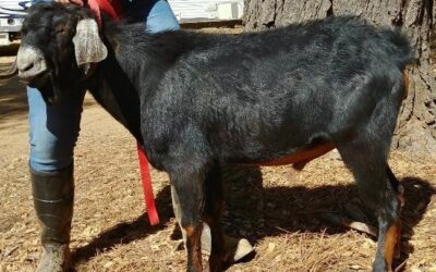 Eveland Farms Kittys Leo-M