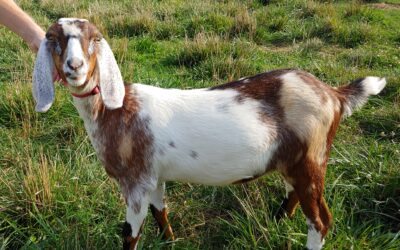 Hilltop Goats Ginger