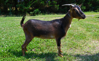 Grumpy Goat Ranch Cleo Aka Bella