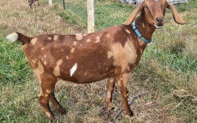 Blarney Farms Bright Eyes Niamh AKA Neva