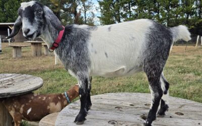 Amazing Sunset Farm Gingers Poppy