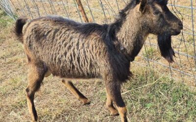 Amazing Sunset Farm Sid